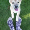 Chaussettes Femme Dogs