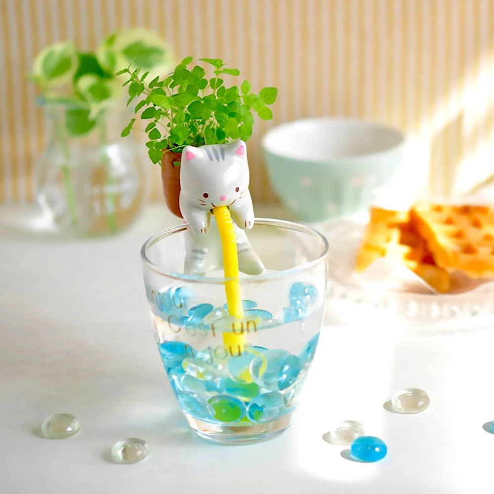 Chuppon Chat Menthe à Faire Pousser 3 Chuppon Chat Menthe à Faire Pousser