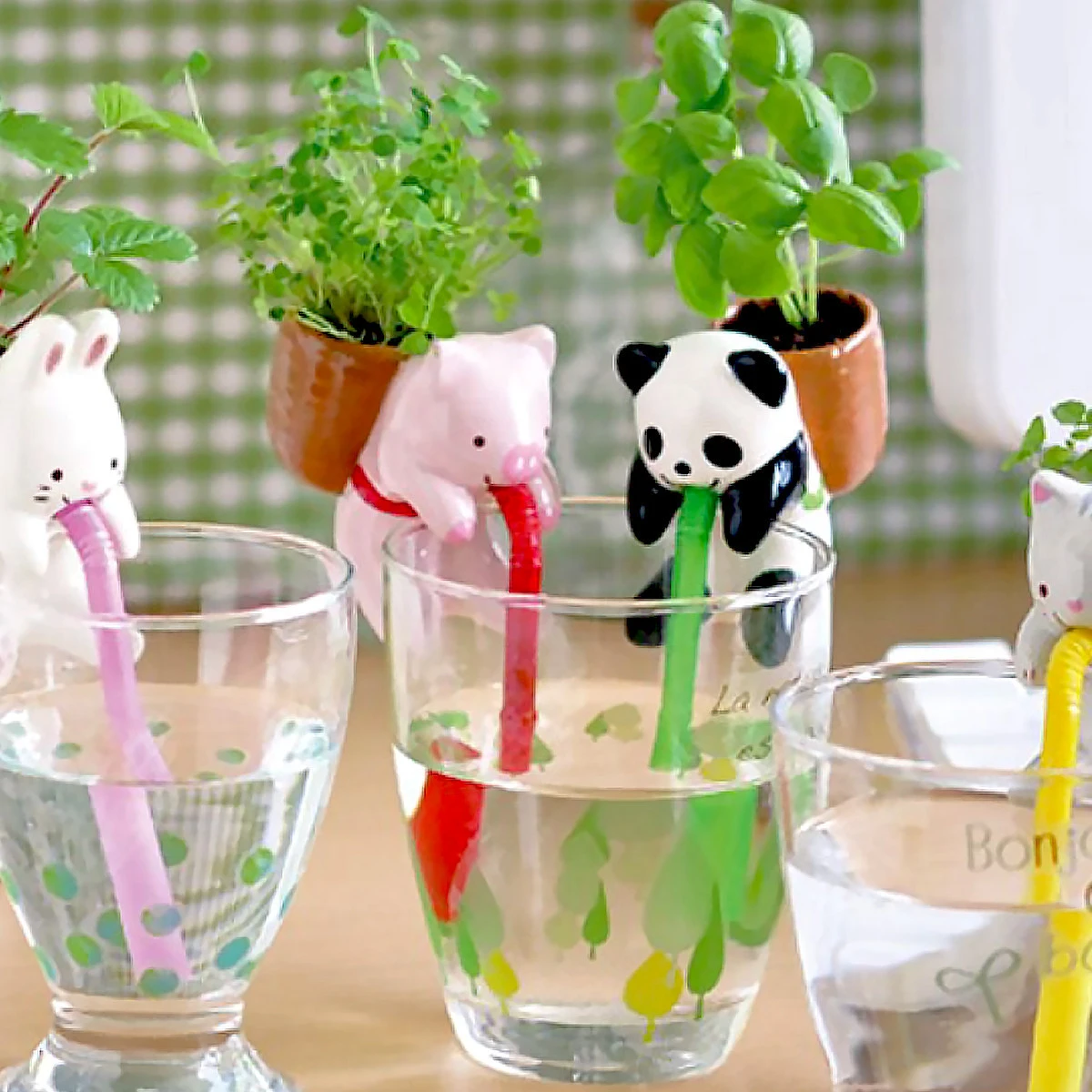 Chuppon Cochon Trèfle à Faire Pousser 4 Chuppon Cochon Trèfle à Faire Pousser – Image 2