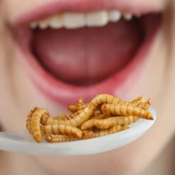 Insectes Comestibles : Vers De Farine Au Curry -Créatifs Cadeaux Magasin insectes comestibles vers de farine au curry 2