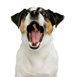 Lanceur De Friandises Pour Chien -Créatifs Cadeaux Magasin lanceur de friandises pour chien 2