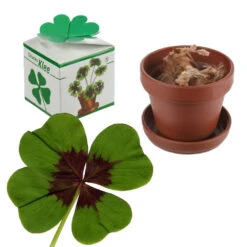 Mini Trèfle Porte-bonheur