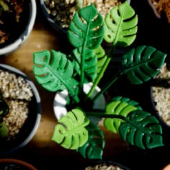 Set Apéro Tropical -Créatifs Cadeaux Magasin set apero tropical 2